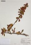 000186380-thumbnail.jpg
