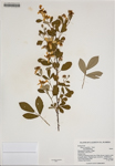 000186384-thumbnail.jpg