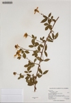 Rubus