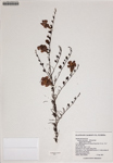 000186529-thumbnail.jpg