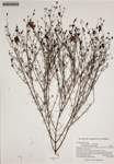 000186532-thumbnail.jpg