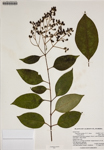 Ligustrum