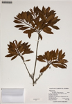 000186585-thumbnail.jpg