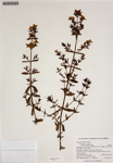 000186593-thumbnail.jpg