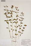 000186596-thumbnail.jpg