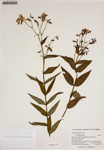 000186598-thumbnail.jpg