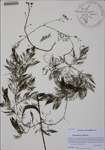 000186609-thumbnail.jpg