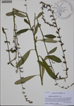 000186766-thumbnail.jpg