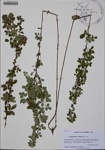 Lespedeza