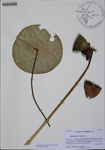 000186820-thumbnail.jpg