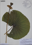 Nelumbo
