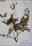 000186972-thumbnail.jpg