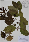 000186979-thumbnail.jpg