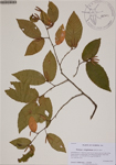 000187126-thumbnail.jpg