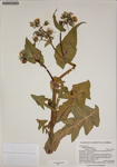 000187228-thumbnail.jpg