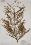 000187232-thumbnail.jpg