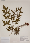 Nandina