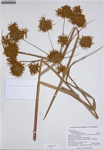 000187286-thumbnail.jpg