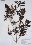 000187350-thumbnail.jpg