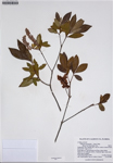 000187351-thumbnail.jpg