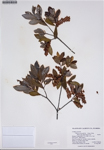 000187352-thumbnail.jpg
