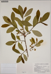 000187424-thumbnail.jpg