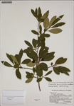 000187425-thumbnail.jpg