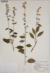 000187441-thumbnail.jpg