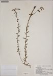 000187442-thumbnail.jpg