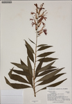 000187443-thumbnail.jpg