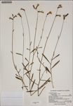 000187444-thumbnail.jpg