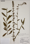 000187450-thumbnail.jpg