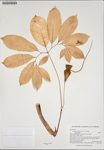000187526-thumbnail.jpg