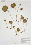 000187538-thumbnail.jpg