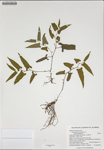 000187554-thumbnail.jpg