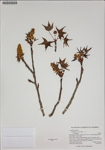 000187581-thumbnail.jpg