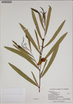 000187586-thumbnail.jpg