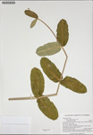 000187618-thumbnail.jpg