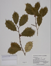 000187683-thumbnail.jpg