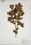 000187687-thumbnail.jpg