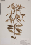 000187727-thumbnail.jpg