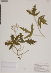 000187728-thumbnail.jpg