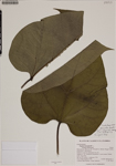 000187733-thumbnail.jpg