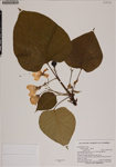 000187734-thumbnail.jpg