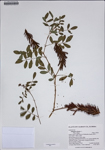 000187781-thumbnail.jpg