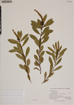 000187801-thumbnail.jpg