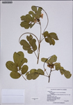 000187813-thumbnail.jpg
