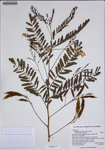 000187817-thumbnail.jpg