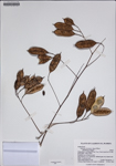 000187818-thumbnail.jpg