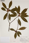 000187850-thumbnail.jpg